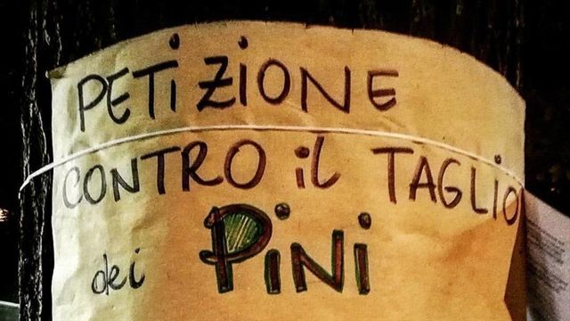 Savona, "Non tagliate i pini di corso Tardy e Benech!": oltre mille ... - SavonaNews.it (Comunicati Stampa) (Blog)