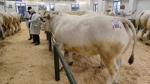 Conto alla rovescia per la 113^ Fiera Nazionale del Bue Grasso di Carrù (Video) Conto alla rovescia per la 113^ Fiera Nazionale del Bue Grasso di Carrù (Video)