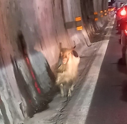 Una capra in autostrada: anche questo accade sulla Genova-Ventimiglia Una capra in autostrada: anche questo accade sulla Genova-Ventimiglia