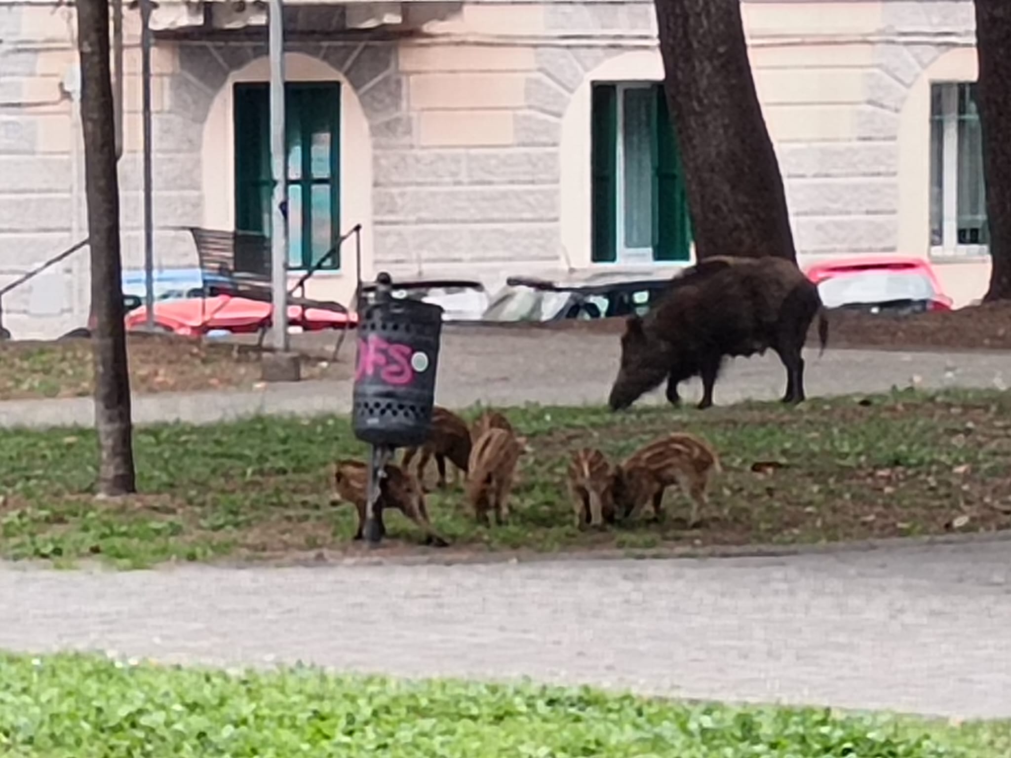 una mamma e 6 cuccioli in viale Dante Alighieri (FOTO) – Savonanews.it una mamma e 6 cuccioli in viale Dante Alighieri (FOTO) – Savonanews.it