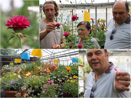 Sanremo: da decorazione a portata principale nel nome di Libereso Guglielmi, al CREA sbocciano i fiori eduli con il progetto Antea (FOTO e VIDEO) Sanremo: da decorazione a portata principale nel nome di Libereso Guglielmi, al CREA sbocciano i fiori eduli con il progetto Antea (FOTO e VIDEO)