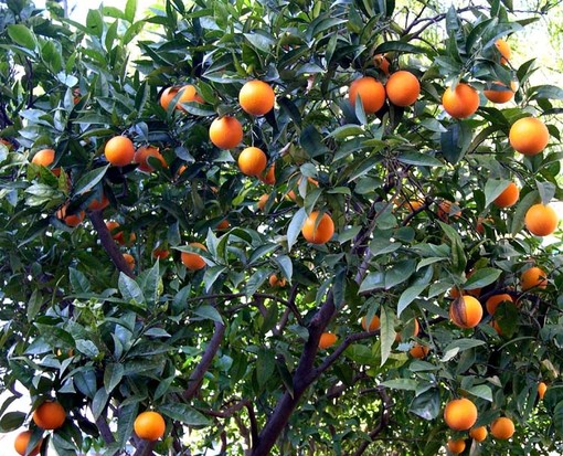 Il profumo degli agrumi inonda Finalpia: torna con una nuova edizione il festival "Agrumare" Il profumo degli agrumi inonda Finalpia: torna con una nuova edizione il festival "Agrumare"