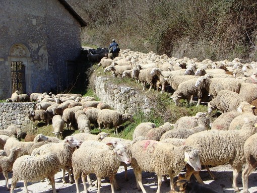 La transumanza è patrimonio culturale dell'Unesco La transumanza è patrimonio culturale dell'Unesco