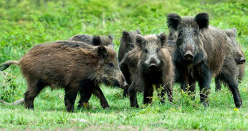 Emergenza cinghiali, Mai: "Volontari con licenza per il controllo della fauna" Emergenza cinghiali, Mai: "Volontari con licenza per il controllo della fauna"