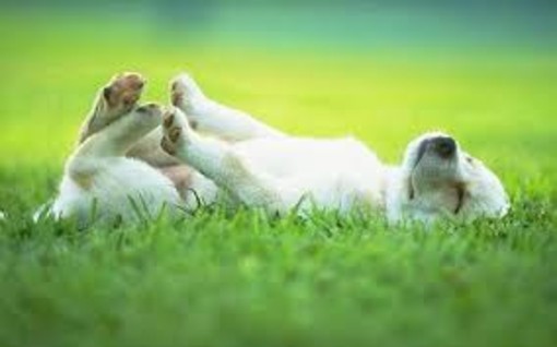 Ritardi nella realizzazione dell'area canina, PerFinale attacca: "I soldi sono stati spesi per altro" Ritardi nella realizzazione dell'area canina, PerFinale attacca: "I soldi sono stati spesi per altro"