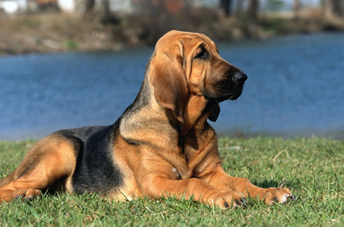 Un bloodhound Un bloodhound