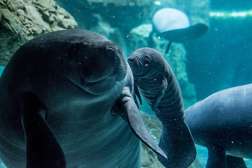 Megasondaggio per trovare un nome al cucciolo di Lamantino nato all’Acquario di Genova (VIDEO) Megasondaggio per trovare un nome al cucciolo di Lamantino nato all’Acquario di Genova (VIDEO)