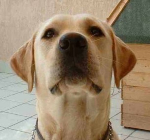 A Loano la seconda edizione della "Passeggiata a sei zampe" A Loano la seconda edizione della "Passeggiata a sei zampe"