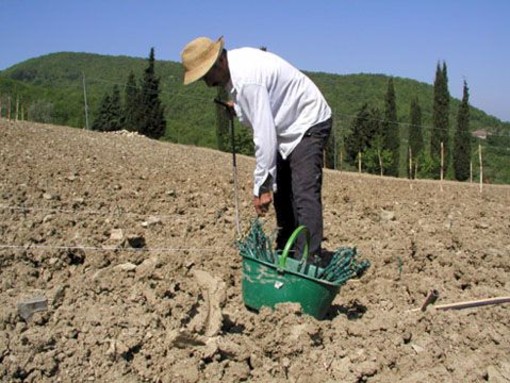 Imu agricola: ecco chi paga ancora in Provincia di Savona Imu agricola: ecco chi paga ancora in Provincia di Savona