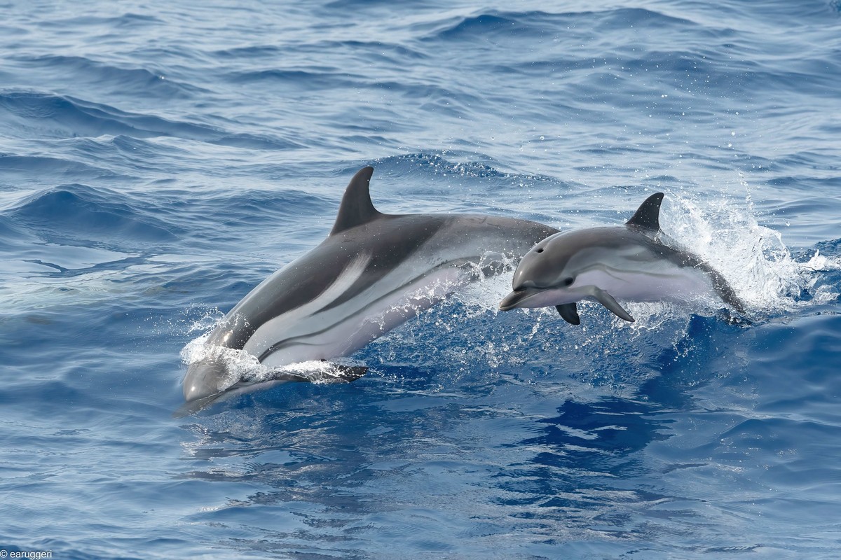 Il 3 marzo si celebra la Giornata Mondiale della Natura Selvatica – Savonanews.it Il 3 marzo si celebra la Giornata Mondiale della Natura Selvatica – Savonanews.it