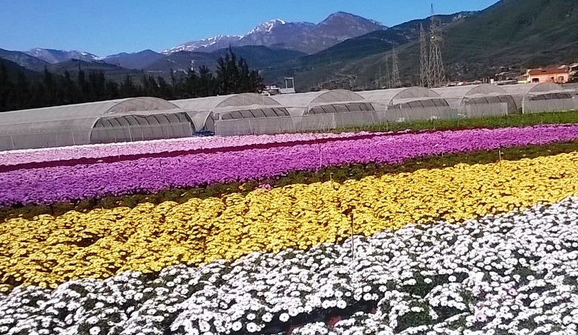 Coldiretti Savona a Myplant&Garden: il valore del florovivaismo della Piana di Albenga Coldiretti Savona a Myplant&Garden: il valore del florovivaismo della Piana di Albenga