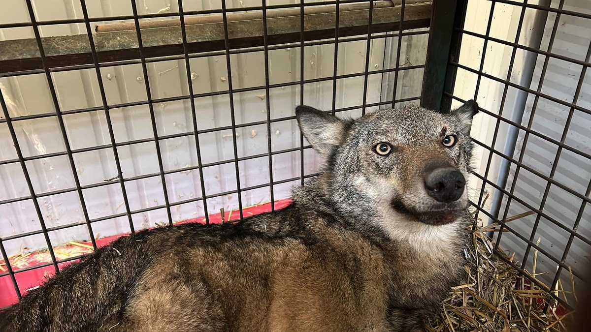 Lupo investito tra Cogoleto e Arenzano, non ce l’ha fatta Ursula – Savonanews.it Lupo investito tra Cogoleto e Arenzano, non ce l’ha fatta Ursula – Savonanews.it