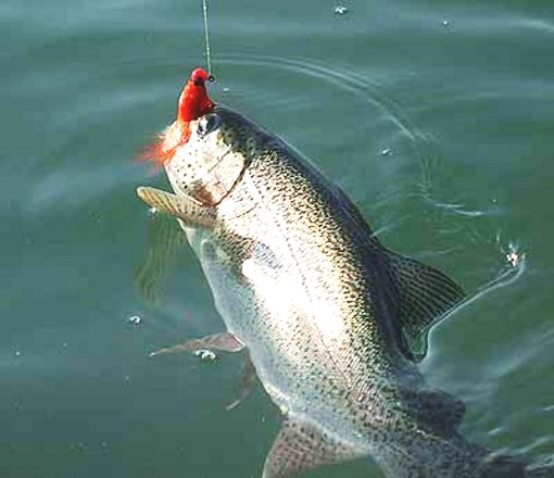 Domenica apre la pesca interna, Enpa "Nessun riguardo per la fauna selvatica ittica" Domenica apre la pesca interna, Enpa "Nessun riguardo per la fauna selvatica ittica"