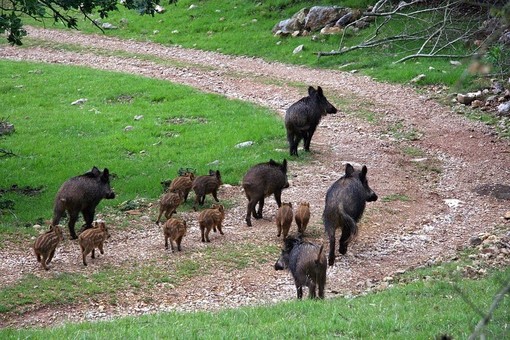 Peste suina, dopo Sassello e Mioglia un caso di positività anche a Pontinvrea Peste suina, dopo Sassello e Mioglia un caso di positività anche a Pontinvrea