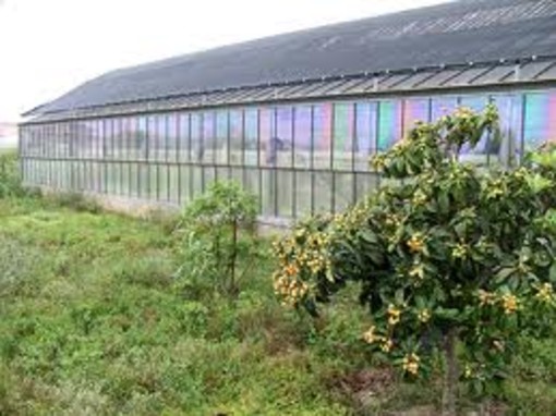 Albenga, martedi nuovo seminario sull'innovazione per la coltivazione agricola Albenga, martedi nuovo seminario sull'innovazione per la coltivazione agricola