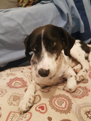 Lieto fine ad Albenga: ritrovato il cane "Sughero" Lieto fine ad Albenga: ritrovato il cane "Sughero"