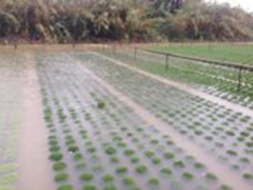 Agricoltura, più risorse e attenzione alle imprese colpite dall’alluvione Agricoltura, più risorse e attenzione alle imprese colpite dall’alluvione