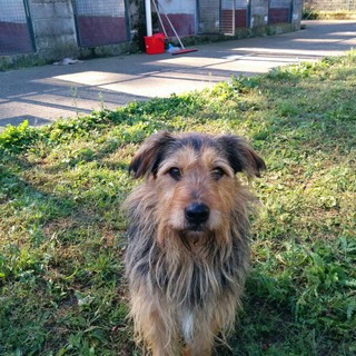 Finale Ligure offre di condividere il suo canile