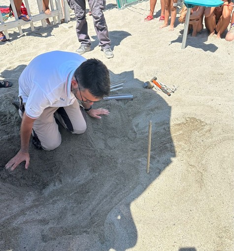 Nuovo nido di Caretta caretta a Finale Ligure (FOTO e VIDEO) Nuovo nido di Caretta caretta a Finale Ligure (FOTO e VIDEO)