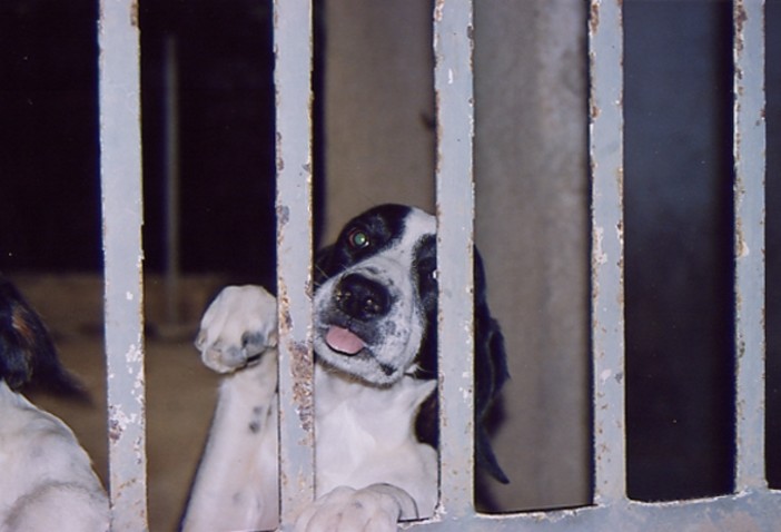 Savona: appello per l'adozione di sei cani da parte della Protezione Animali savonese Savona: appello per l'adozione di sei cani da parte della Protezione Animali savonese