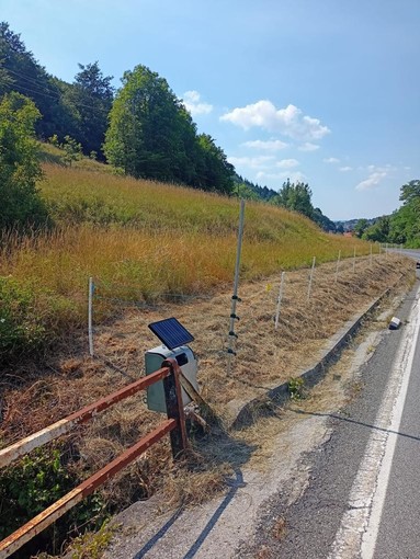 Peste suina, la regione Liguria da il via al piano di contenimento dei cinghiali Peste suina, la regione Liguria da il via al piano di contenimento dei cinghiali