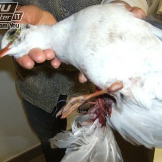 La clamorosa figuraccia della provincia di Savona sulla caccia ai gabbiami: alluvione di email in redazione