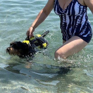 Albenga, torna la Giornata della sicurezza del cane in acqua: prove pratiche e dimostrazioni sulla spiaggia di Balto