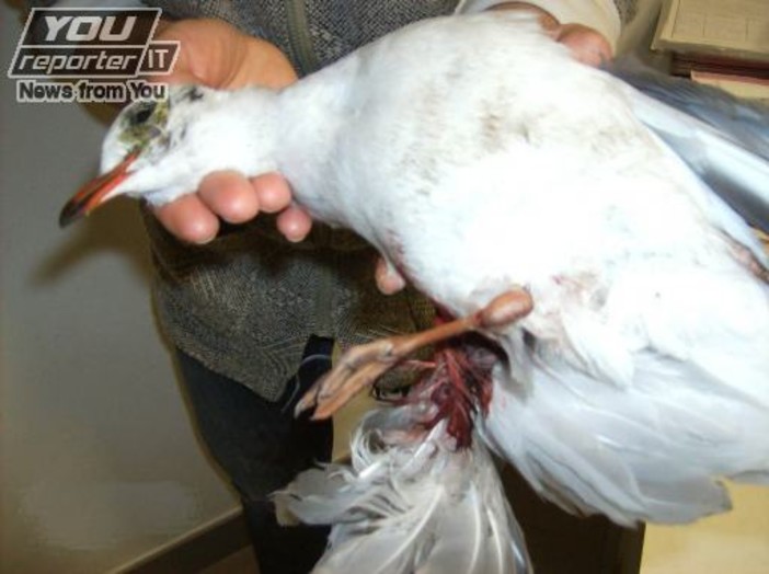 La clamorosa figuraccia della provincia di Savona sulla caccia ai gabbiami: alluvione di email in redazione