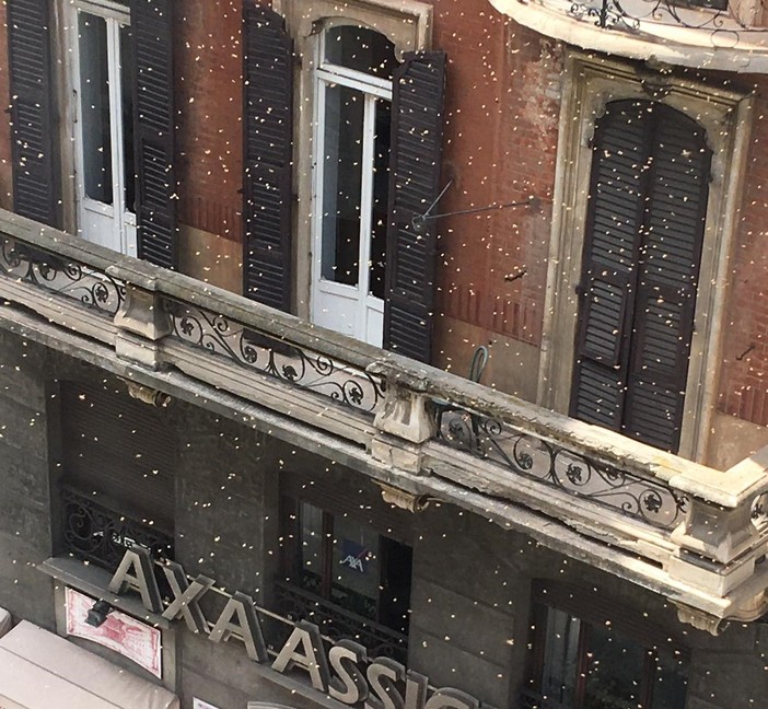 Sciame di api "invade" il centro di Savona (FOTO e VIDEO) Sciame di api "invade" il centro di Savona (FOTO e VIDEO)