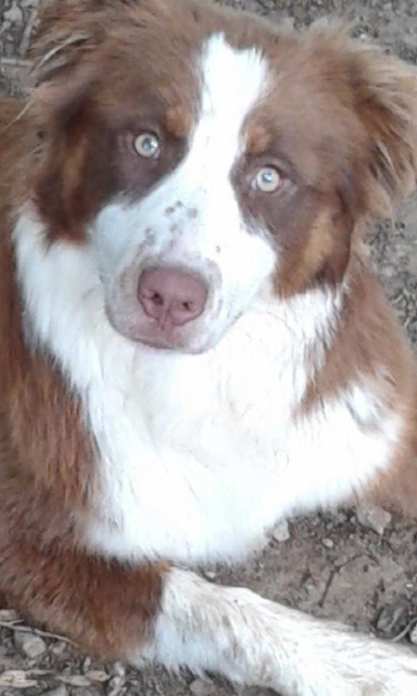 Quiliano: smarrito un pastore australiano di nome Molly, l'appello dei proprietari