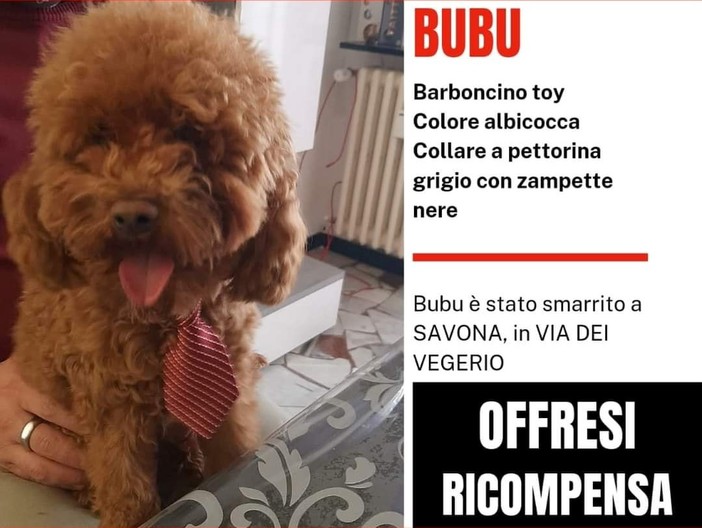Barboncino smarrito a Savona, la richiesta di aiuto: "Ha urgentemente bisogno di cure per una grave patologia renale" Barboncino smarrito a Savona, la richiesta di aiuto: "Ha urgentemente bisogno di cure per una grave patologia renale"