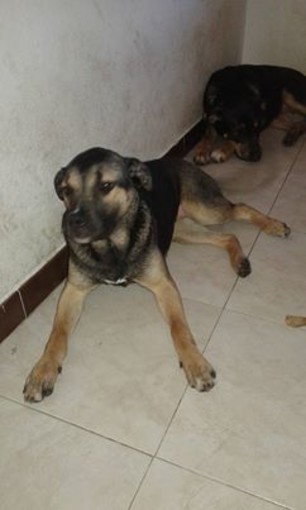 Abusivo nelle case popolari: scacciato, 24enne ora cerca aiuto per sé e i suoi 6 cani Abusivo nelle case popolari: scacciato, 24enne ora cerca aiuto per sé e i suoi 6 cani