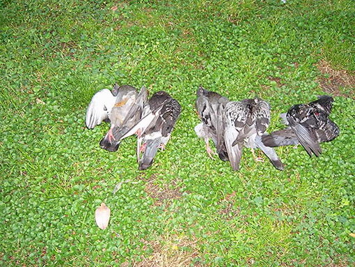 Enpa: ancora un avvelenamento nel quartiere Fornaci, serve bonifica