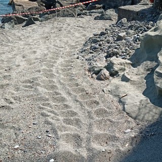 Tartaruga Caretta caretta, il primo nido del 2025 in Liguria è a Celle Ligure Tartaruga Caretta caretta, il primo nido del 2025 in Liguria è a Celle Ligure