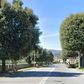 Abbattimento degli alberi in via Quiliano, dal 3 novembre senso unico alternato sulla Sp58
