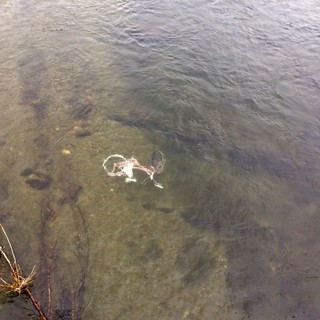 A Cairo "spunta" una bicicletta nel letto del fiume Bormida