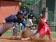 Baseball: la Cairese perde la testa e una buona occasione per battere il Brescia Baseball: la Cairese perde la testa e una buona occasione per battere il Brescia