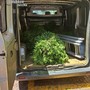 Laigueglia, sorpresi a rubare piante ornamentali in un terreno privato: arrestati dai carabinieri Laigueglia, sorpresi a rubare piante ornamentali in un terreno privato: arrestati dai carabinieri