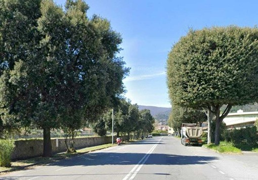 Abbattimento degli alberi in via Quiliano, dal 3 novembre senso unico alternato sulla Sp58 Abbattimento degli alberi in via Quiliano, dal 3 novembre senso unico alternato sulla Sp58
