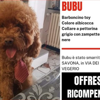 Barboncino smarrito a Savona, la richiesta di aiuto: "Ha urgentemente bisogno di cure per una grave patologia renale" Barboncino smarrito a Savona, la richiesta di aiuto: "Ha urgentemente bisogno di cure per una grave patologia renale"
