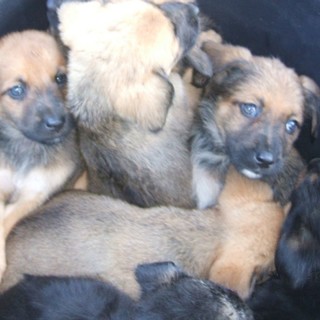 A Savona leggere fa bene a tutti... Anche ai cani abbandonati