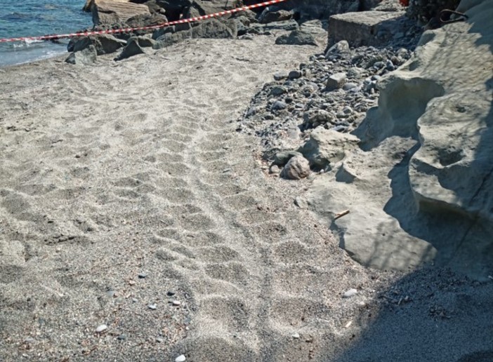 Tartaruga Caretta caretta, il primo nido del 2025 in Liguria è a Celle Ligure Tartaruga Caretta caretta, il primo nido del 2025 in Liguria è a Celle Ligure