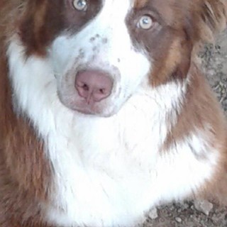 Quiliano: smarrito un pastore australiano di nome Molly, l'appello dei proprietari