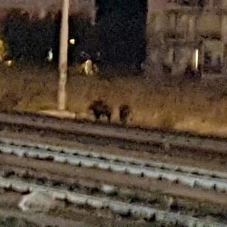 Cinghiali sui binari nella stazione di Albenga