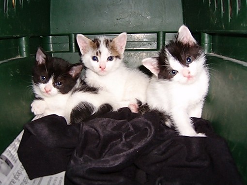 Albenga: la Protezione Animali salva gattini abbandonati