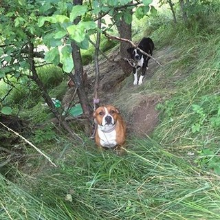 Abbandonati e legati nei boschi di Calizzano: due cani cercano cure