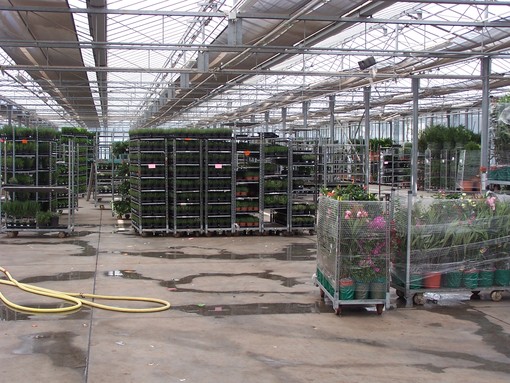 Albenga: azienda agricola fantasma, cinque denunciati dalla Finanza Albenga: azienda agricola fantasma, cinque denunciati dalla Finanza