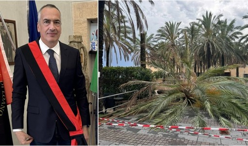 Palme da abbattere a Loano, Cepollina: "Dispiace vedere trasformato un tema di sicurezza pubblica in una polemica politica" Palme da abbattere a Loano, Cepollina: "Dispiace vedere trasformato un tema di sicurezza pubblica in una polemica politica"