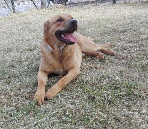 Un aiuto per Bruno, l'appello per trovare fondi per una delicata operazione Un aiuto per Bruno, l'appello per trovare fondi per una delicata operazione