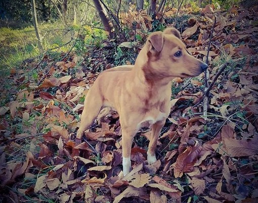 Cane smarrito sulle alture di Savona: la richiesta d'aiuto della dell'associazione Mondo Cane 360 Cane smarrito sulle alture di Savona: la richiesta d'aiuto della dell'associazione Mondo Cane 360